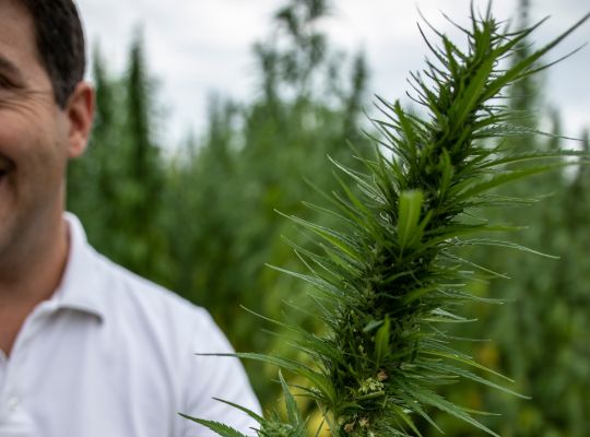 Jer imamo svest o industrijskoj konoplji