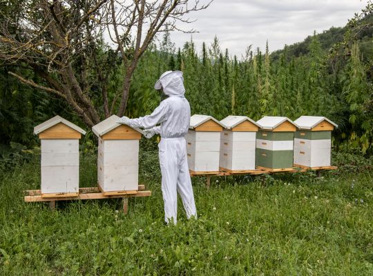 Košnice na plantaži sa konopljom